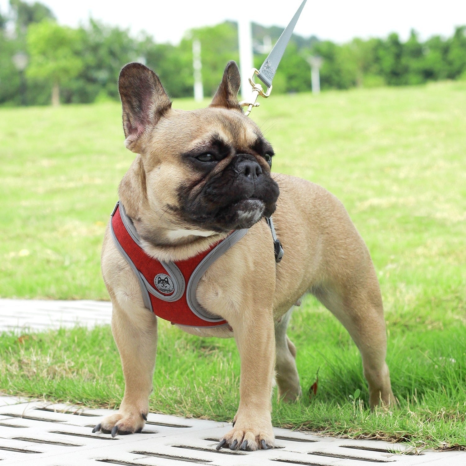 Dog Harness Leash Set No Pull Nylon Vest Harnesses Reflective Chest Strap Leads for Small Large Dogs Teddy, Pug, French Bulldog - anconmall