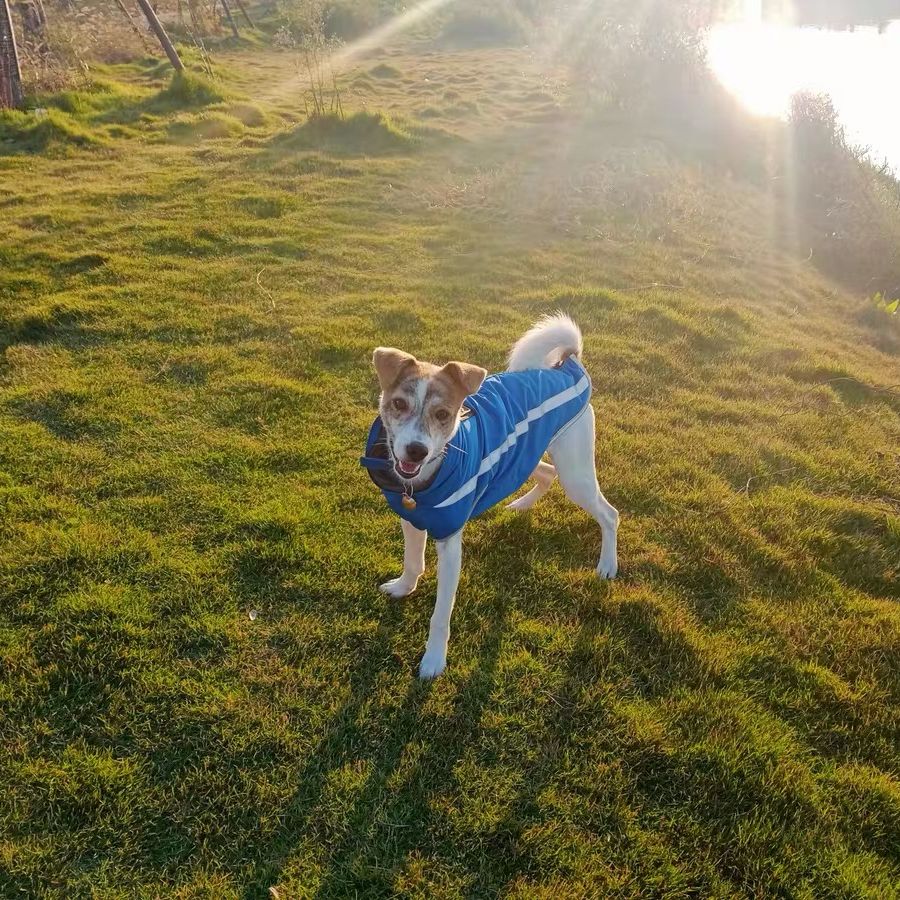 Winter Thicken Warm Coat Reflective Fleece Waterproof Windproof Jacket for Medium Large Dogs Weimaraner Doberman German Shepherd - anconmall