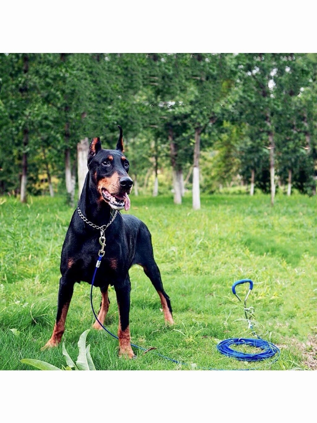 3/5/10m Double Hook Anti-Bite Steel Cable for Dogs Rope Diameter 5 mm Covered with PVC Film Rust-Resistant Trolley Tie-Out Cable - anconmall