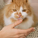 N Cheddar - VANITY TABLE